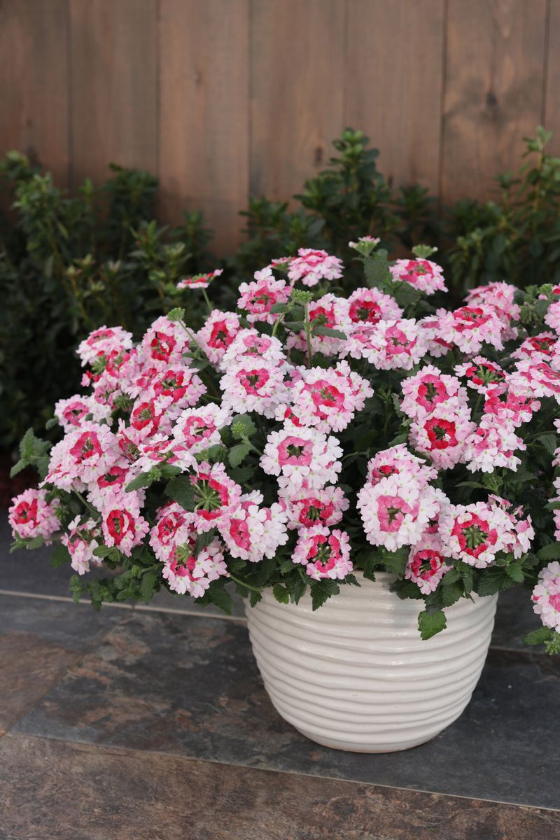 Trail More Blooms With Verbena