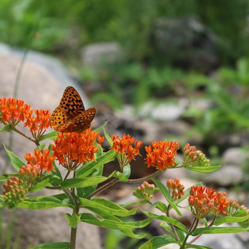 Add Butterfly Weed For Native Long Term Value