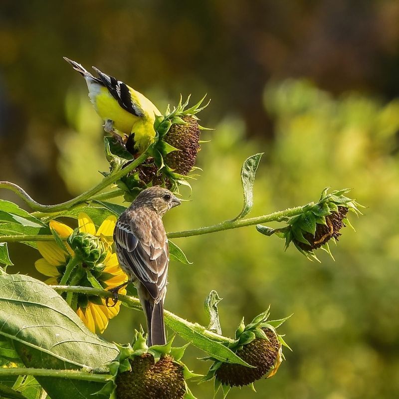 Add Layers Of Shelter