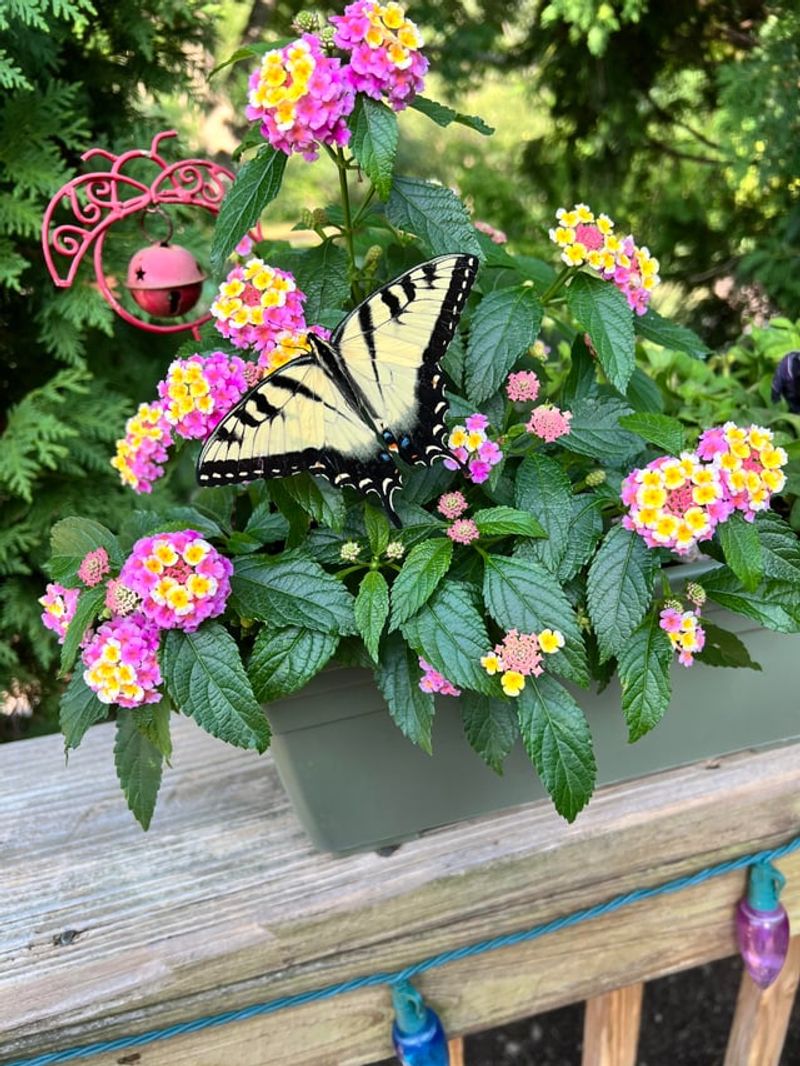 Include Nectar-Rich Blooms For Continuous Feeding