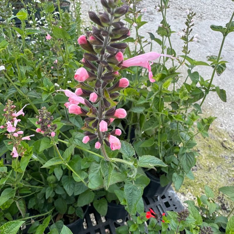 Choose Tropical Sage When You Want A Native Pink Bloomer