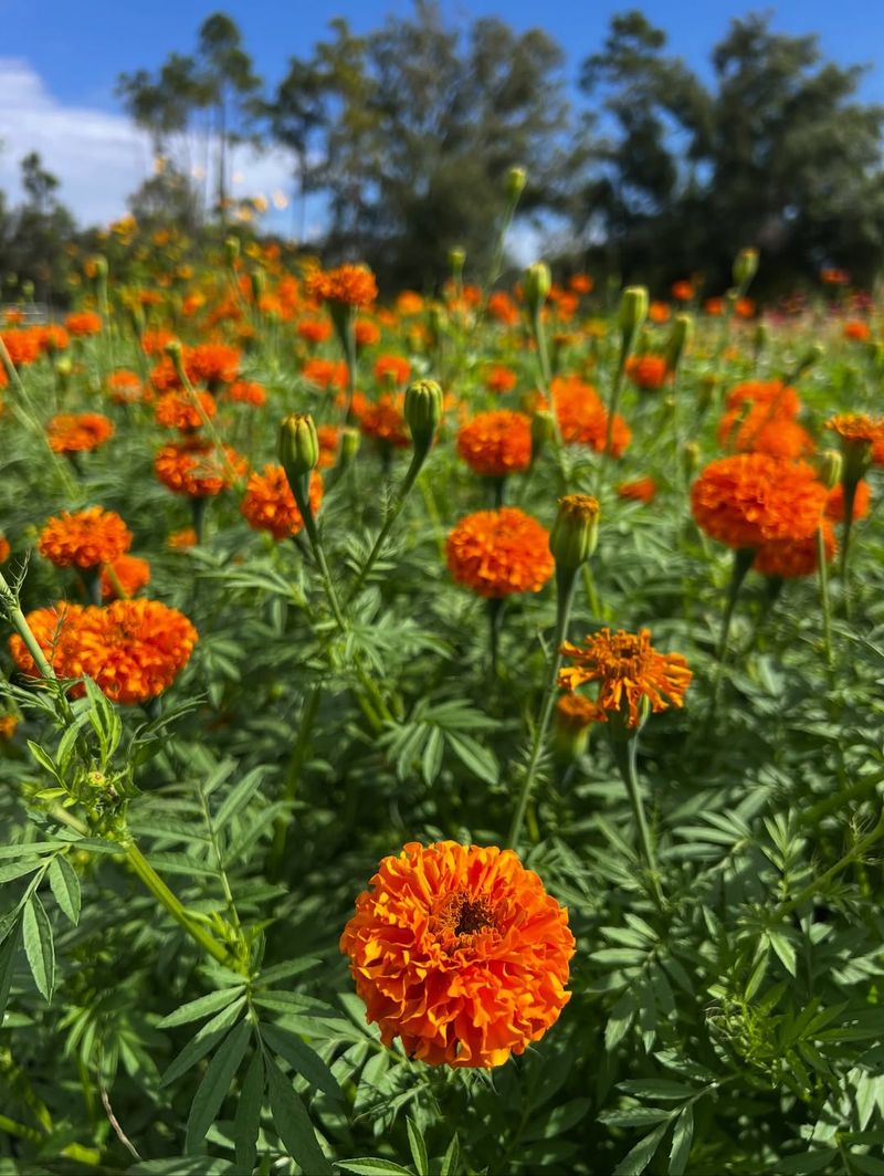 Grow Marigolds For Heat Loving Blooms