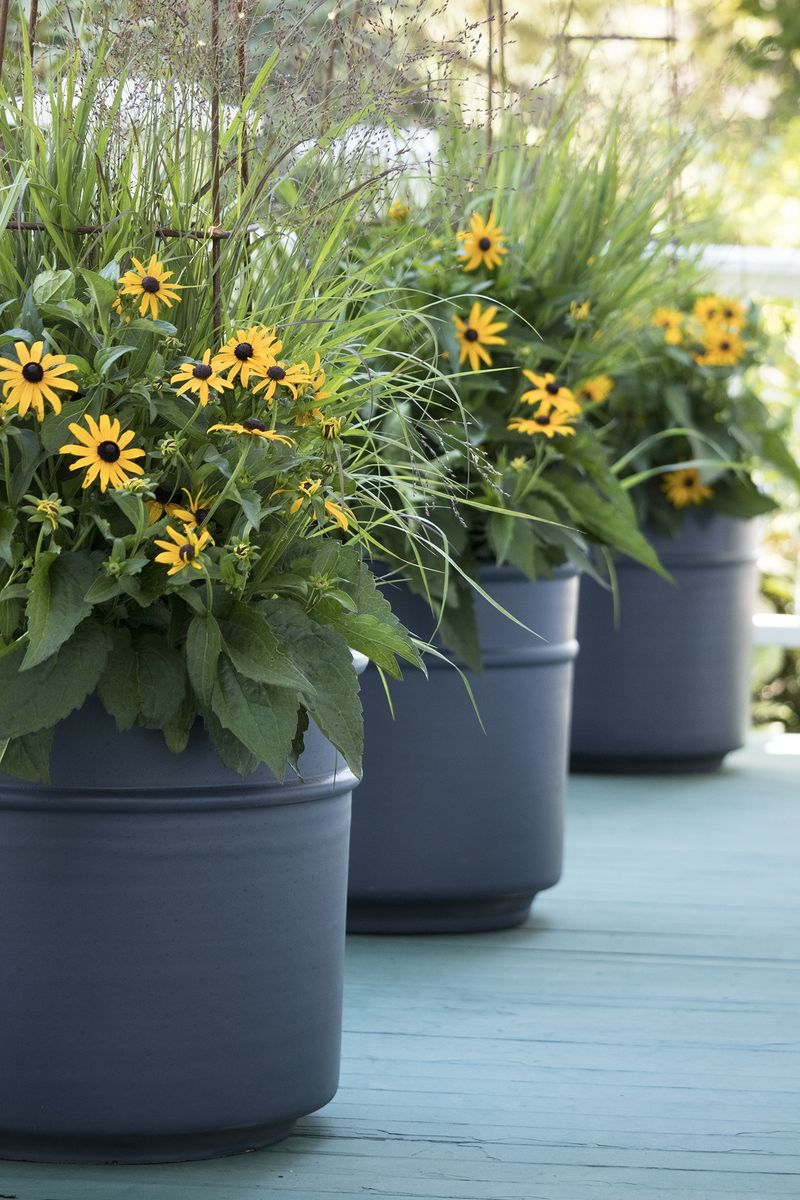 Use Black Eyed Susan For Golden Flowers That Bounce Back