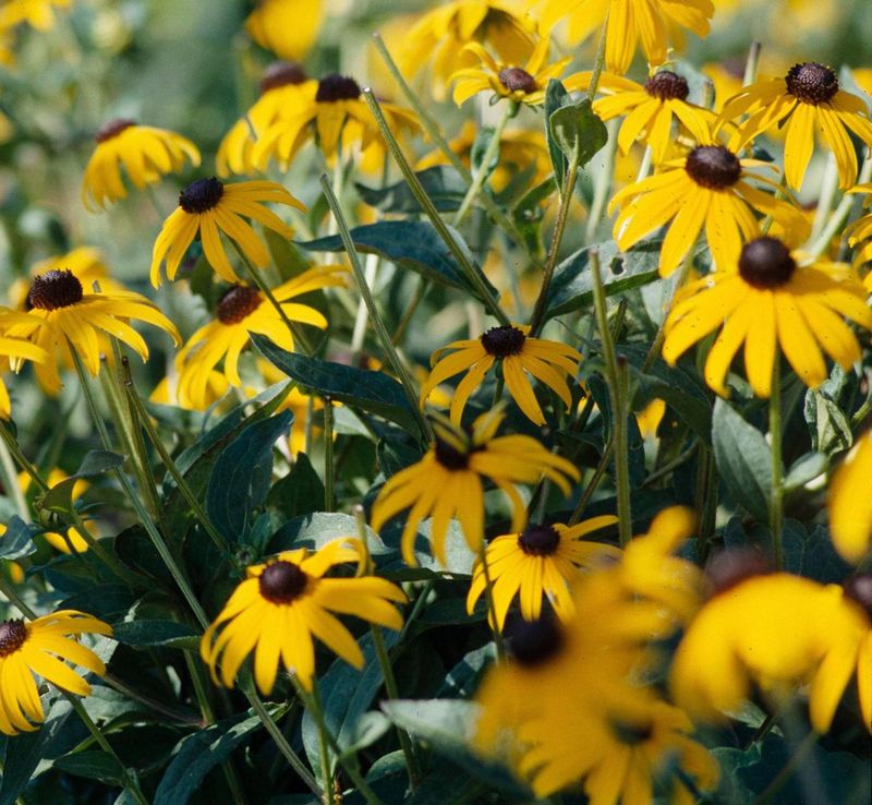 Grow Black Eyed Susan For Easy Summer Color