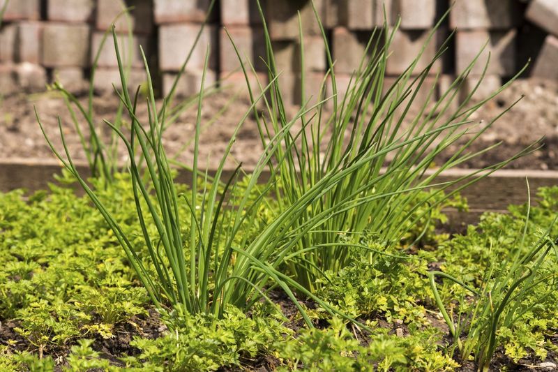 Combine Parsley And Chives For Easy Snipping