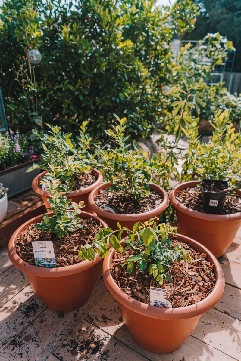 Go Big With Your Containers