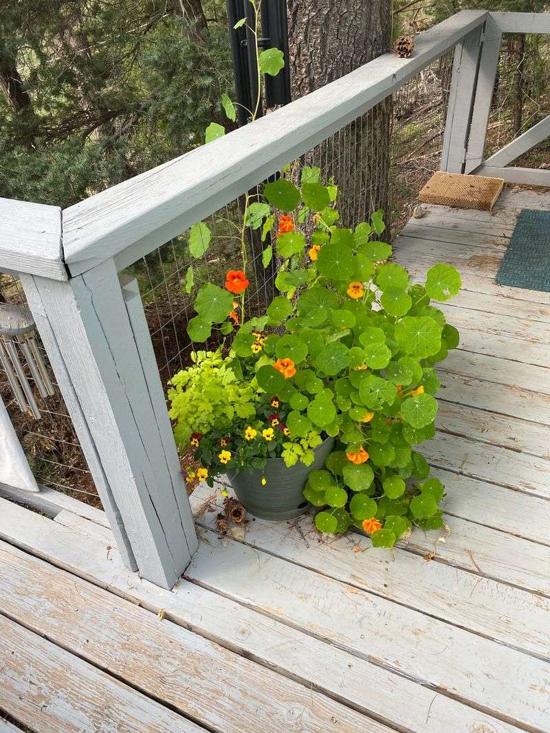 Let Them Spill From Pots, Raised Beds, And Edges