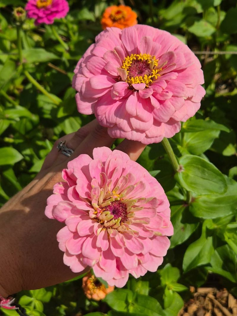 Zinnia
