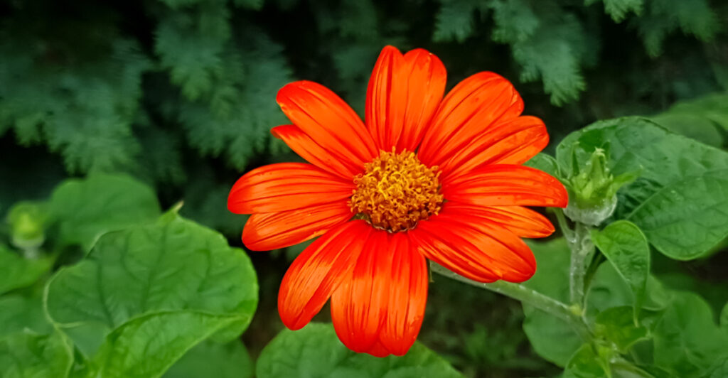 Plant These 11 Flowers In California Before The Summer Heat Arrives