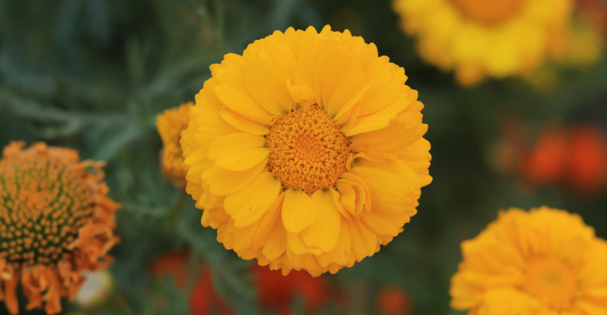desert marigold