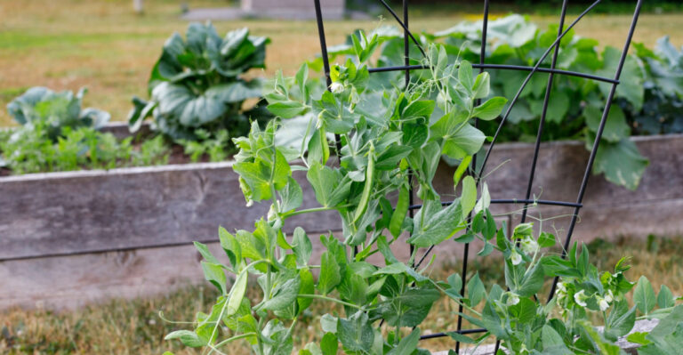 Plant These 11 Vegetables In Oregon Before April Ends For Stronger Growth