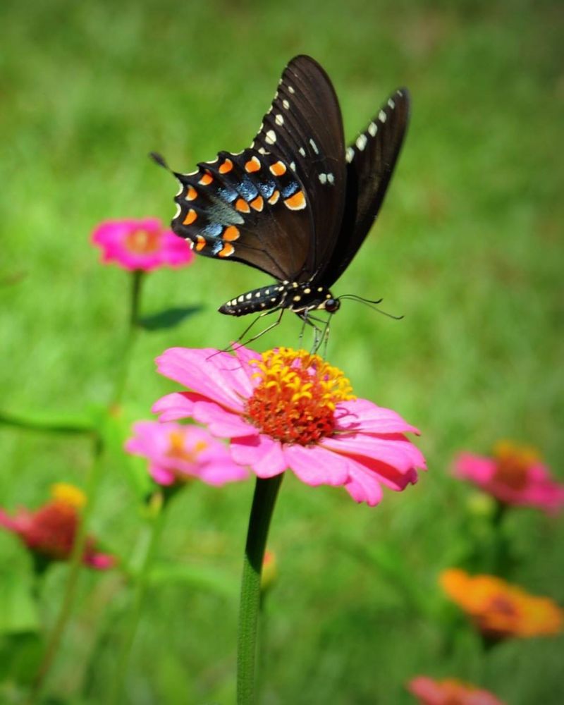 Start With Zinnias For Quick Summer Color