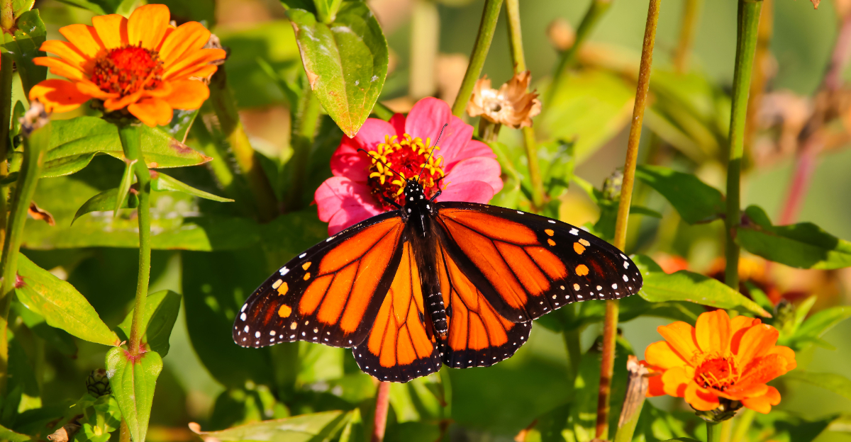 butterfly on zinnia flower