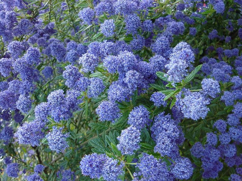 Ceanothus