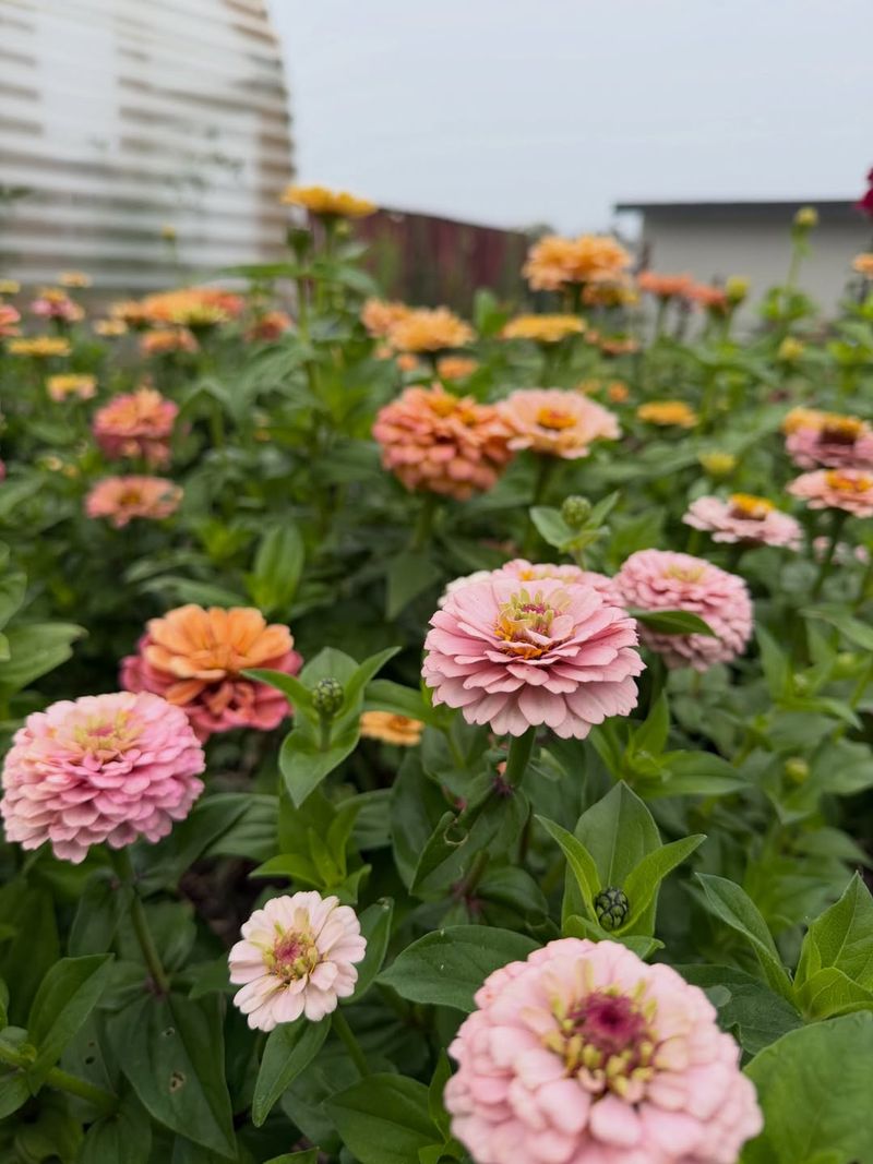 Zinnias