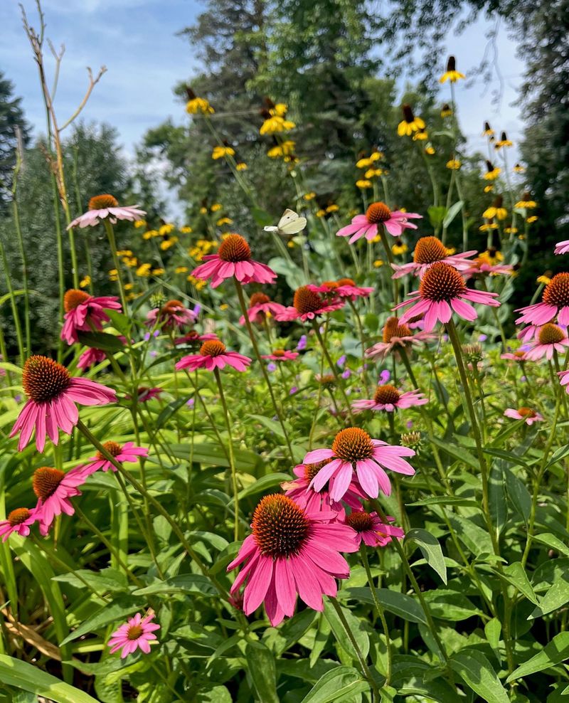 Coneflower (Echinacea Purpurea)