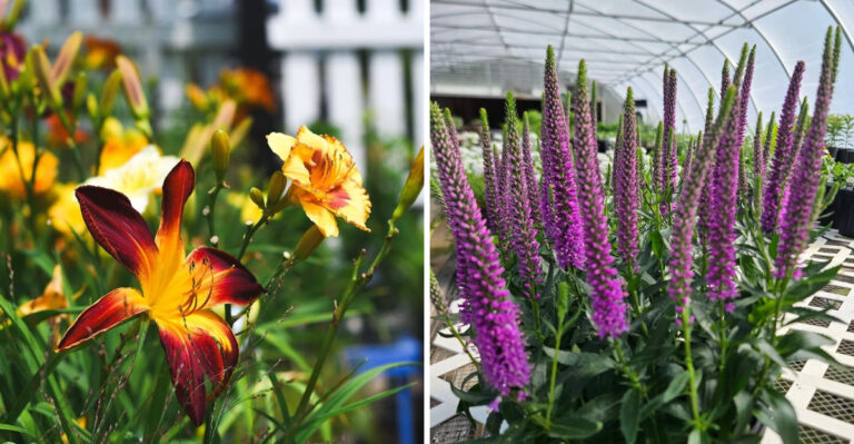 Daylily and Anise Hyssop