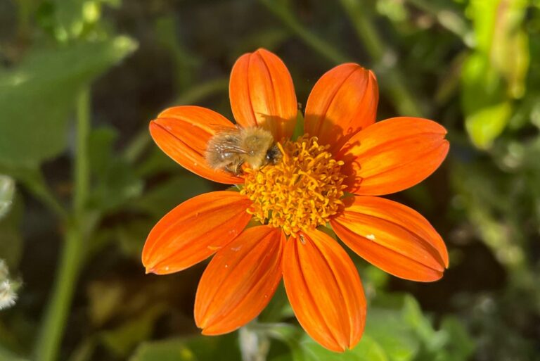 Mexican sunflower