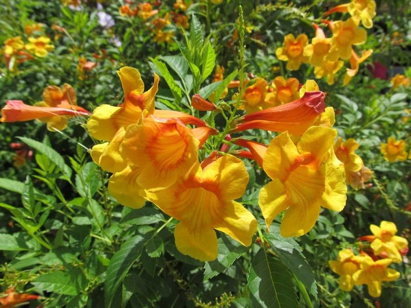Esperanza / Yellow Bells 