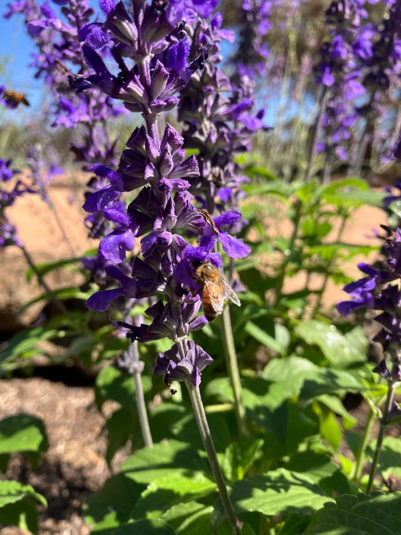 Mealy Blue Sage (Salvia Farinacea)