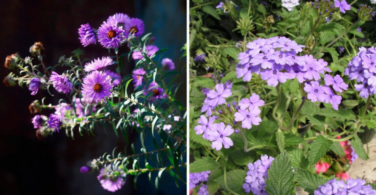Aromatic Aster and Blue Princess Verbena