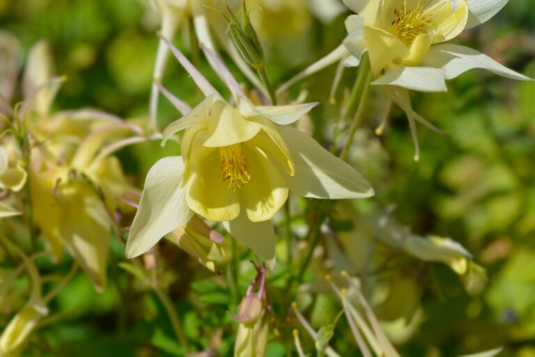 yellow columbine