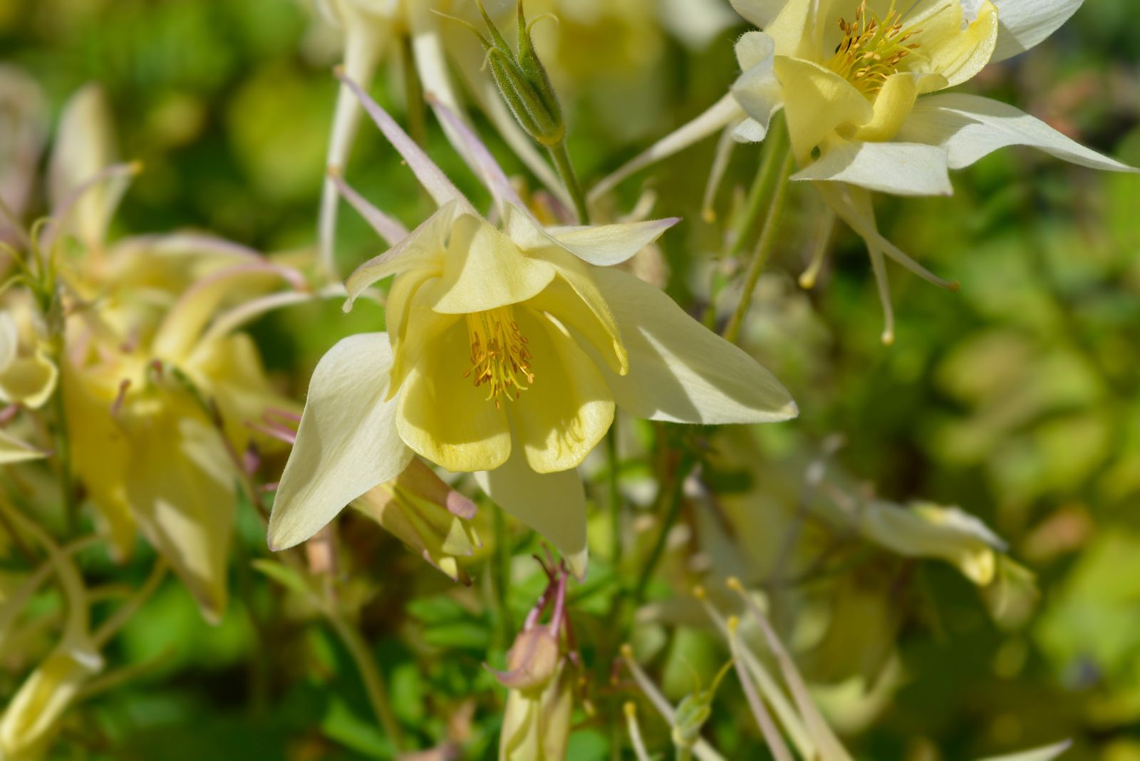 yellow columbine