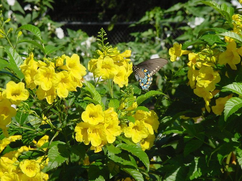 Esperanza / Yellow Bells