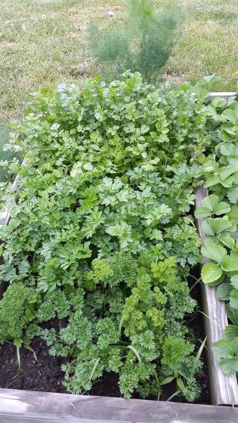 Mix Parsley, Dill, And Cilantro For A Spring Herb Pot