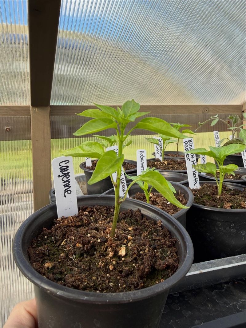 Hold Peppers A Little Longer In Cooler Mountain Areas