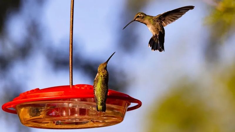 Place Firebush Close Enough To Feeders To Get Noticed