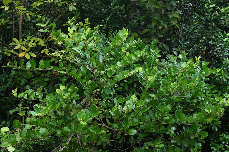 Choose Cocoplum For Warm Coastal Privacy