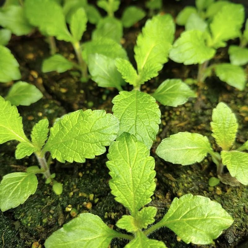 Know Your Last Frost Date And Plan Around It