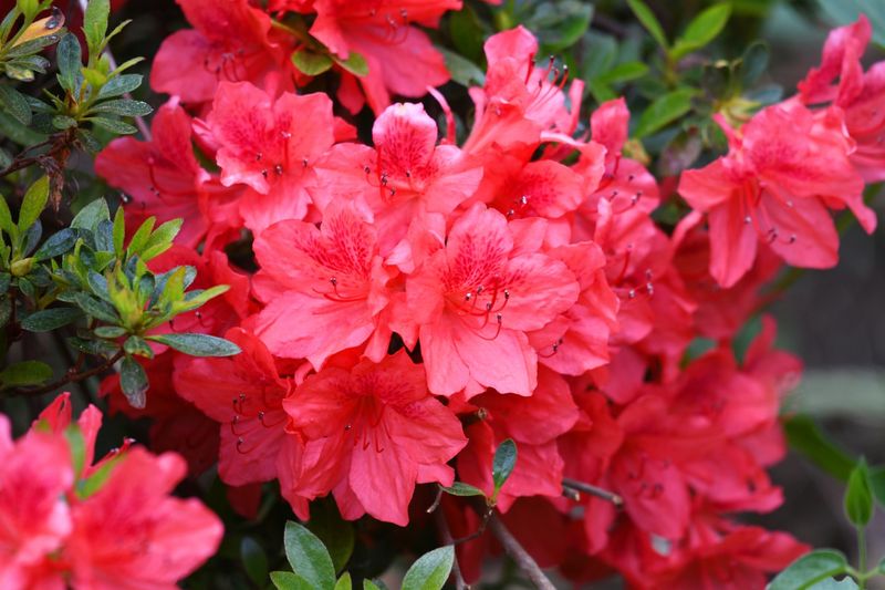 Use Azaleas In North And Central Florida For Spring Blooms