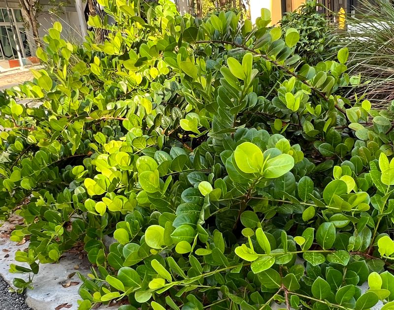 Use Cocoplum For A Dense Coastal Friendly Screen