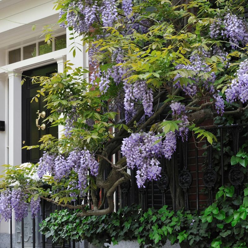 Letting Vines Grow Without Strong Support Early On