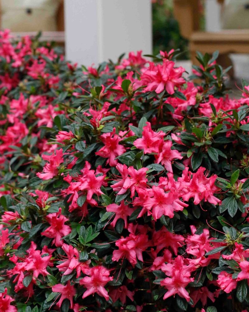 Skipping Mulch When Roots Need Consistent Moisture