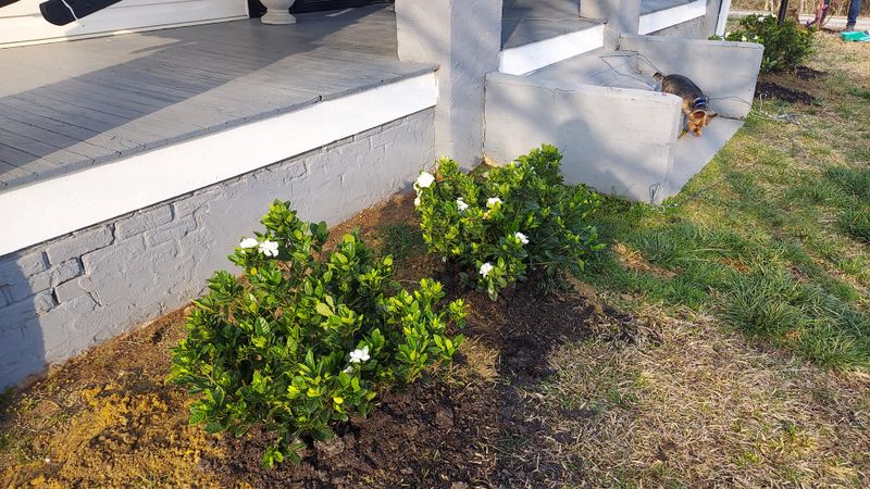 Planting Too Close To The Foundation