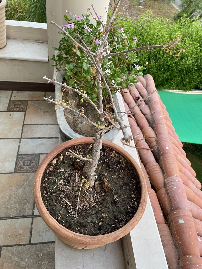 Too Much Nitrogen Leads To Fewer Blooms