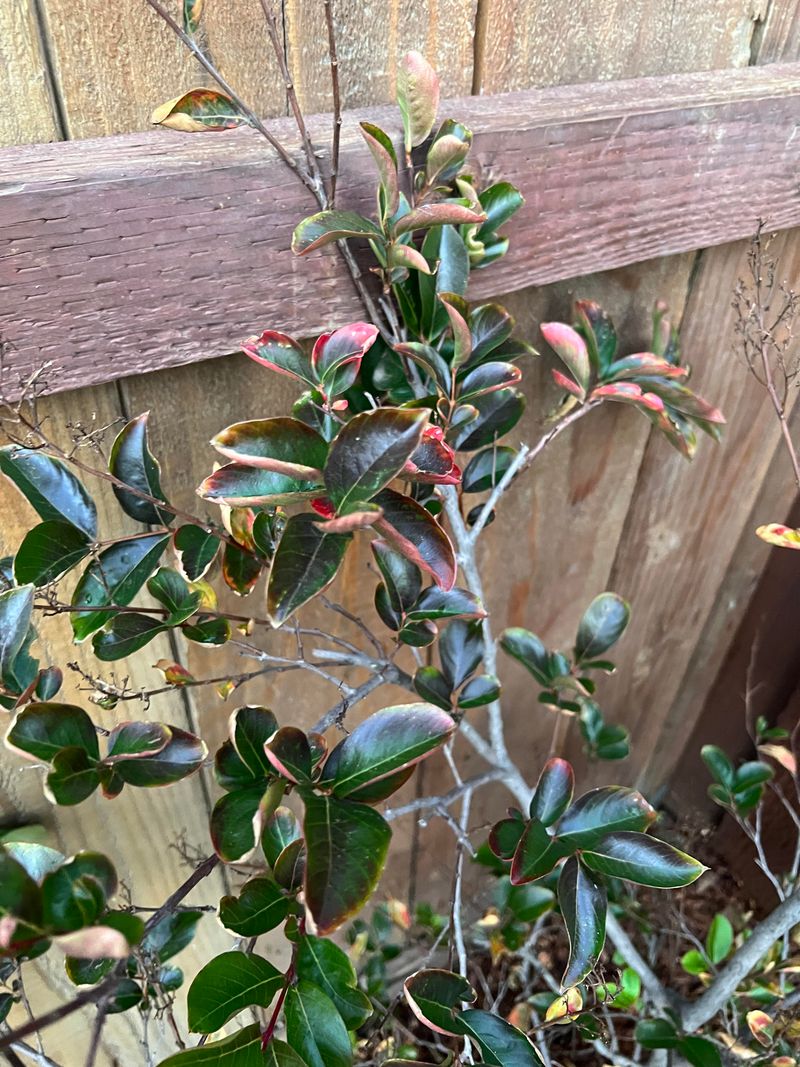 Overwatering Can Cause Poor Root Development