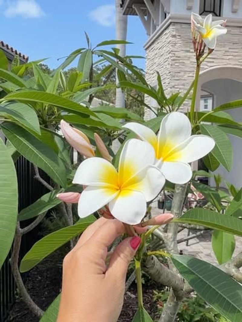 Exposing Plants To Cold Too Early In Spring