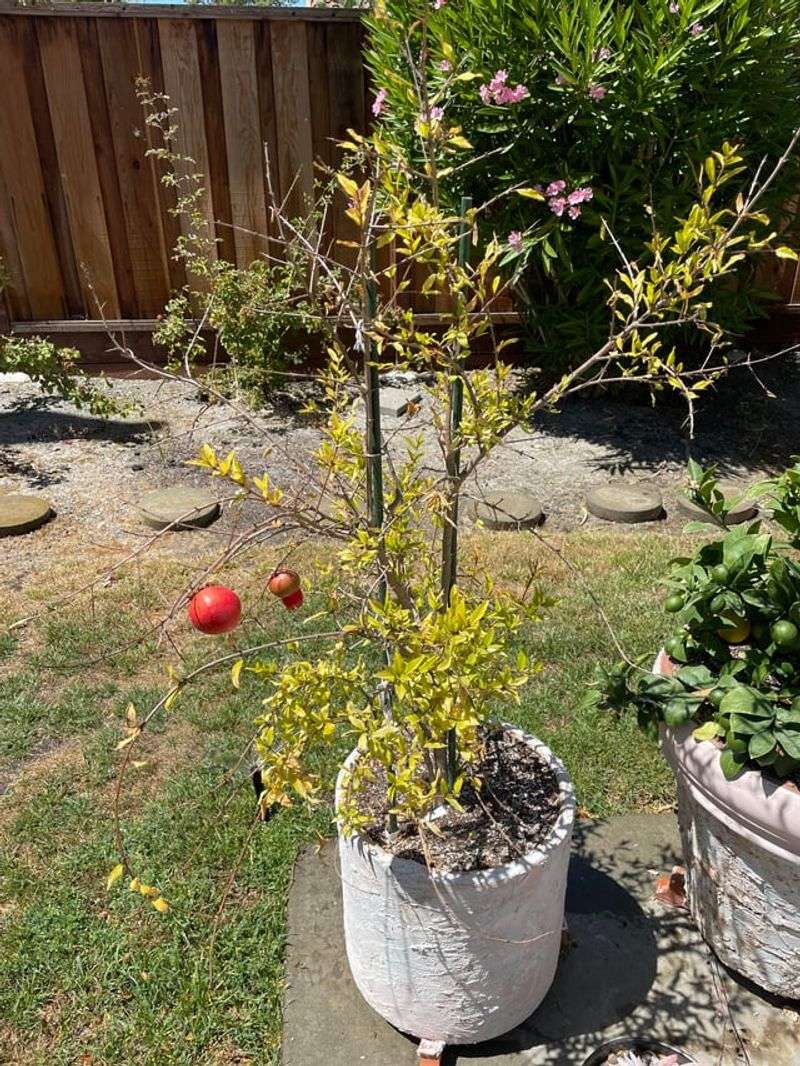 Overwatering And Causing Root Stress
