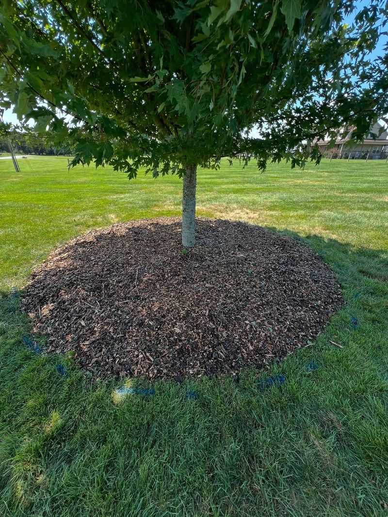 Piling Mulch Too Deep