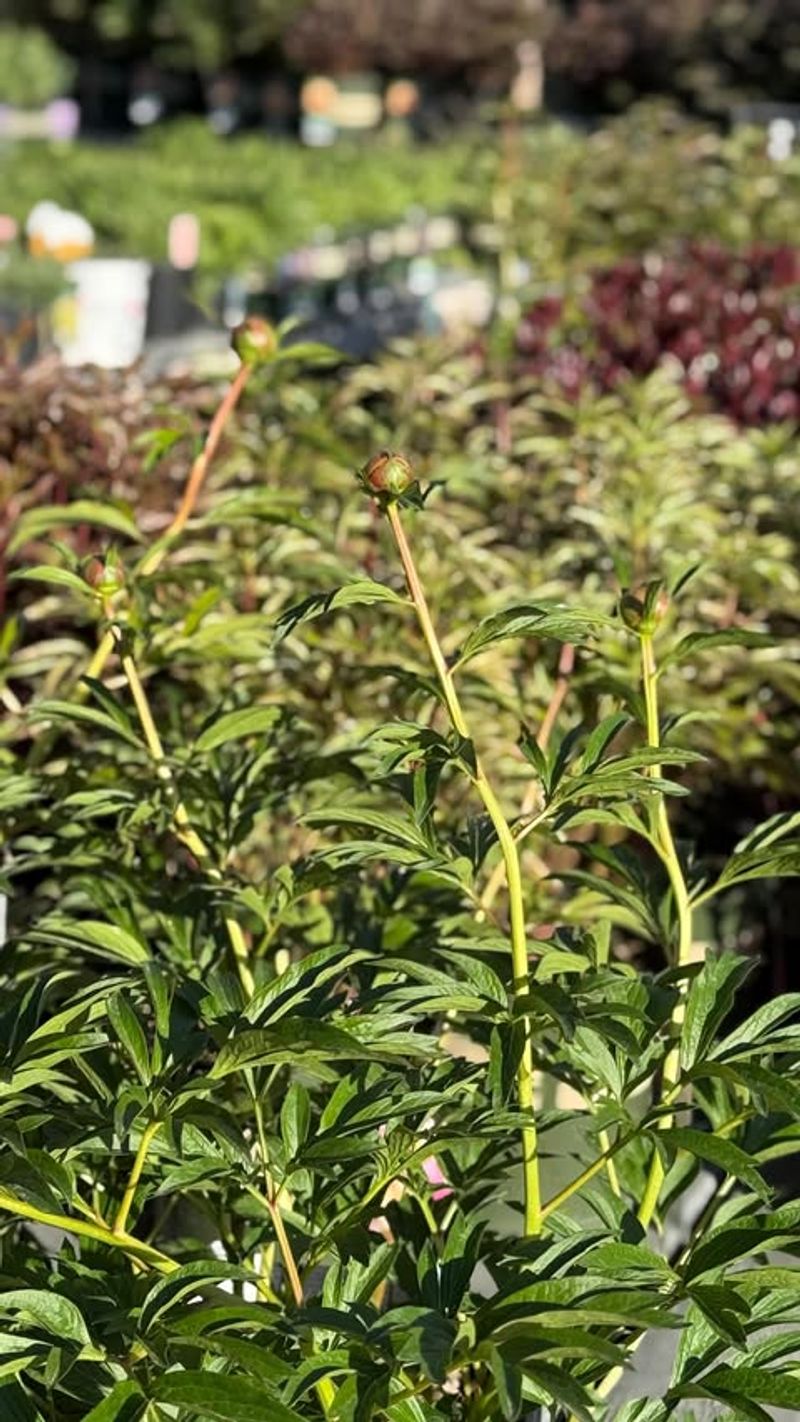 Why Depth Matters So Much In Warm Climates