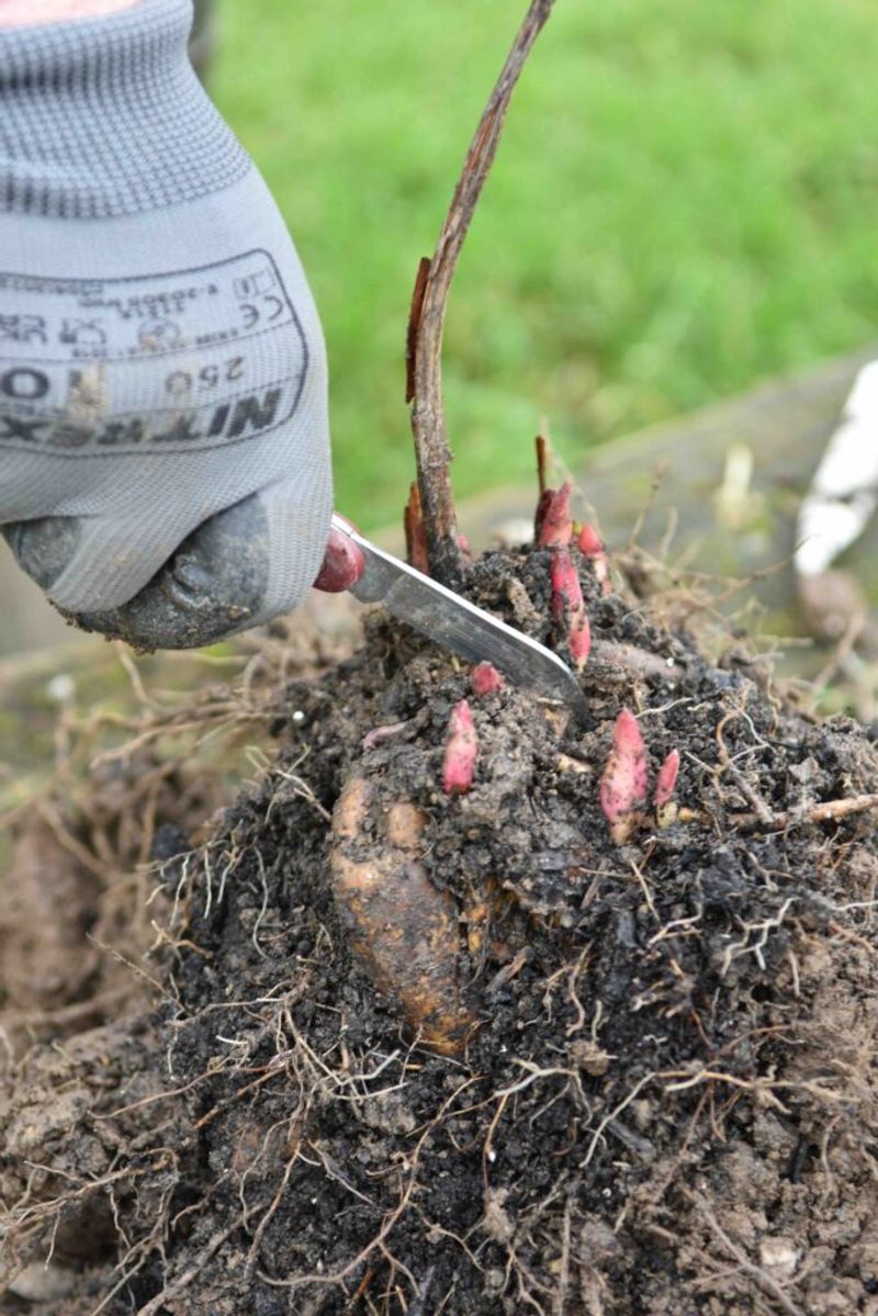 Keep The Crown Just Below The Soil Surface