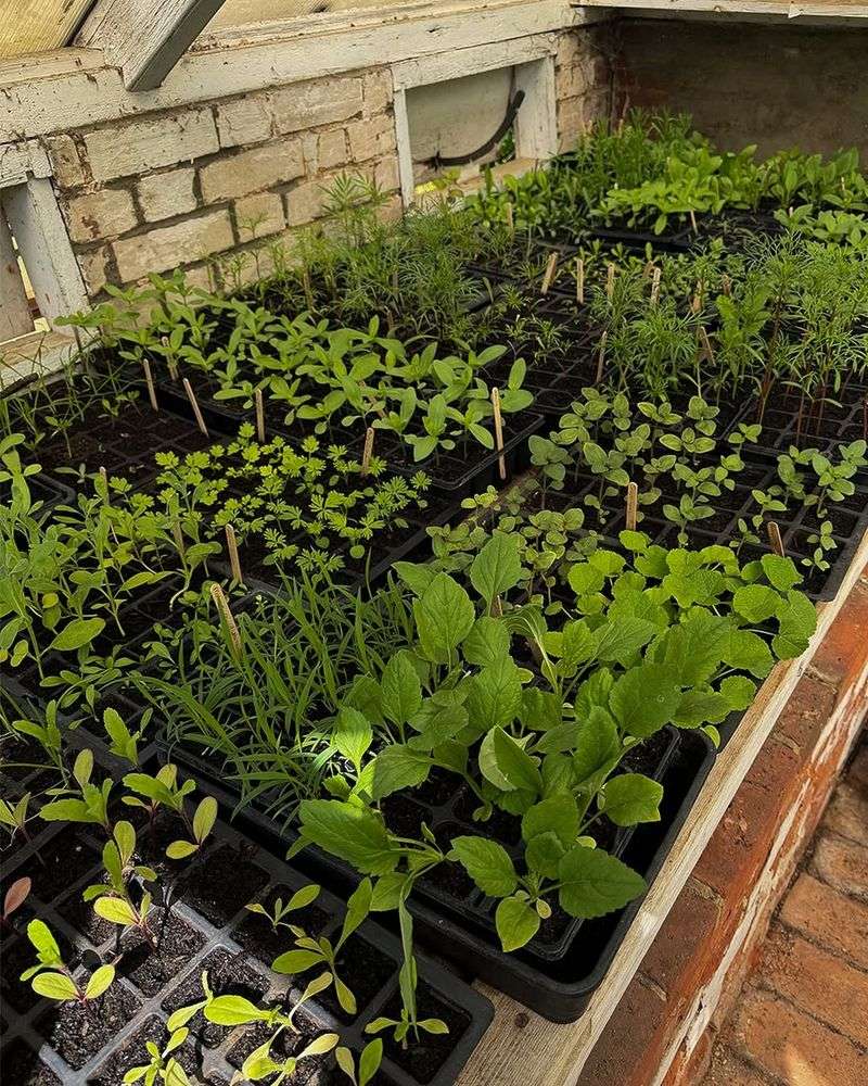 Skipping Hardening Off