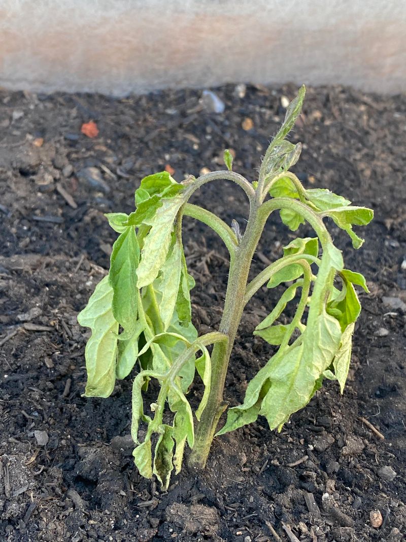 Overwatering During Cool Weather And Stressing Plants