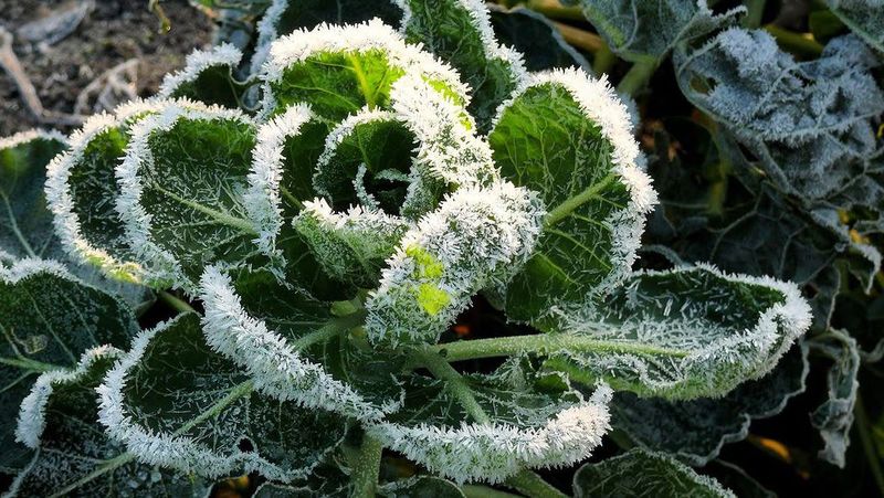 Ignoring Late Frost Risk
