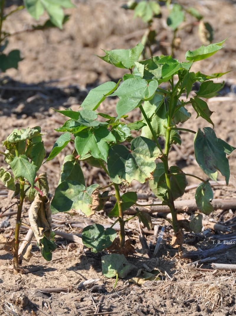 Choosing The Wrong Varieties