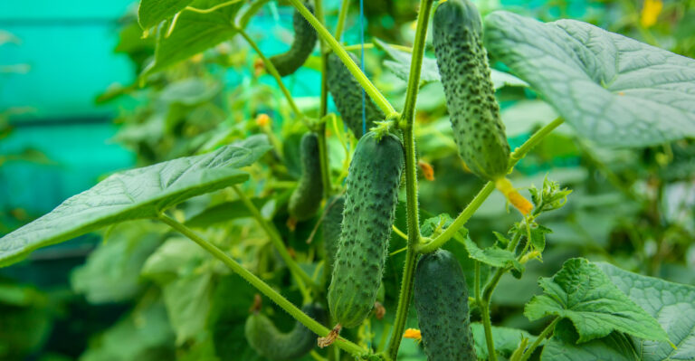 Plants California Gardeners Regret Waiting Too Long To Plant In Spring